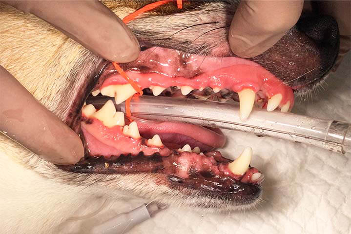 コロラド州立大学が提供する感染症学に関する一連のセミナーを受けました。