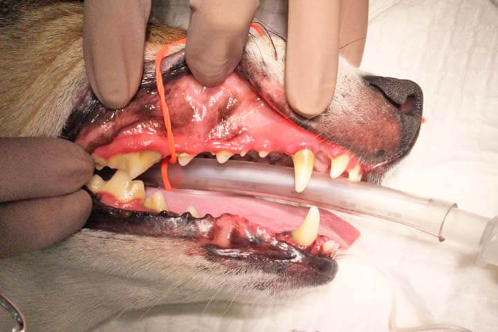 コロラド州立大学が提供する感染症学に関する一連のセミナーを受けました。